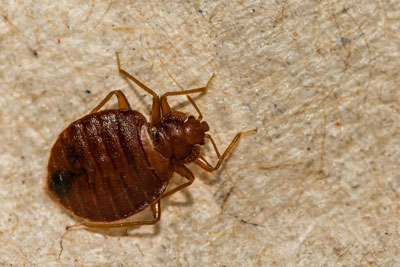 Bedbugs & Fleas Control