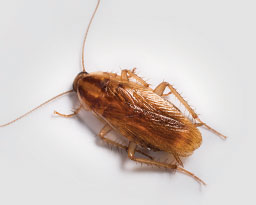 German Cockroach Control